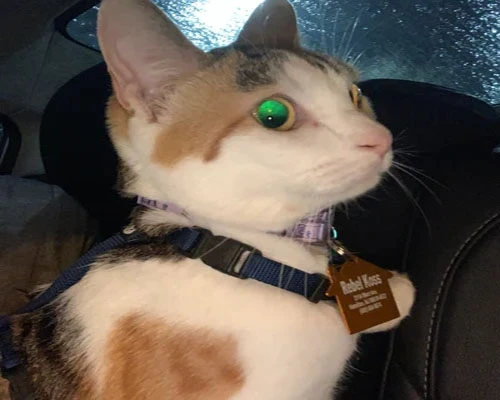 Engraving cat's tag Engraving cat's tag